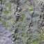 Bark