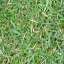 Grass