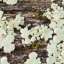 Moss