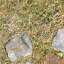 Grass