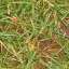 Grass