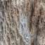 Bark