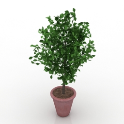 plant 3D Model Preview #c19b62e8