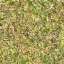 Grass