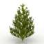 Pine-tree