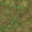 Grass