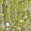 Grass