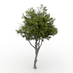 3D Tree preview