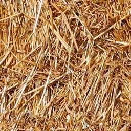 Grass