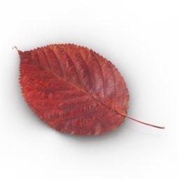 3D Leaf preview