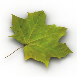 3D Leaf preview