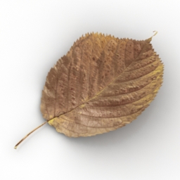 3D Leaf preview