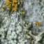 Moss