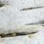 Bark