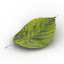 Leaf
