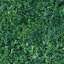 Grass