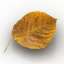 Leaf