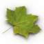 Leaf