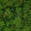 Grass