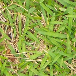 Grass
