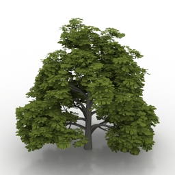 3D Horse-chestnut preview