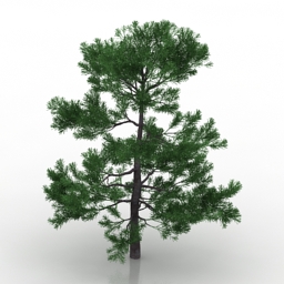 3D Plum pine preview
