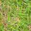 Grass