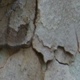 Bark
