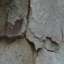 Bark