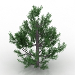 3D Pinus strobus preview