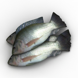3D Fish preview