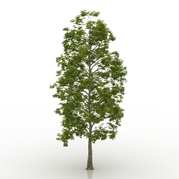 maple platanoides think 3D Model Preview #4ccc2b66