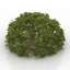 Bush