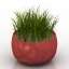 Grass