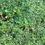 Grass
