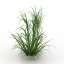 Grass