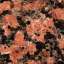 Granite