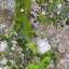 Moss
