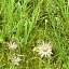Grass