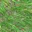 Grass