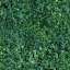 Grass