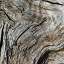 Bark