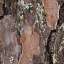 Bark
