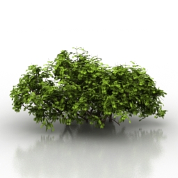 3D Bush preview