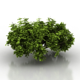 3D Bush preview