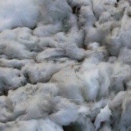 Cotton
