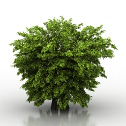 3D Bush preview