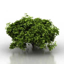 3D Bush preview