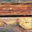 Plank
