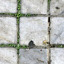 Paving